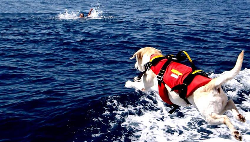 I cani in spiaggia come Baywatch  I cani in spiaggia come Baywatch